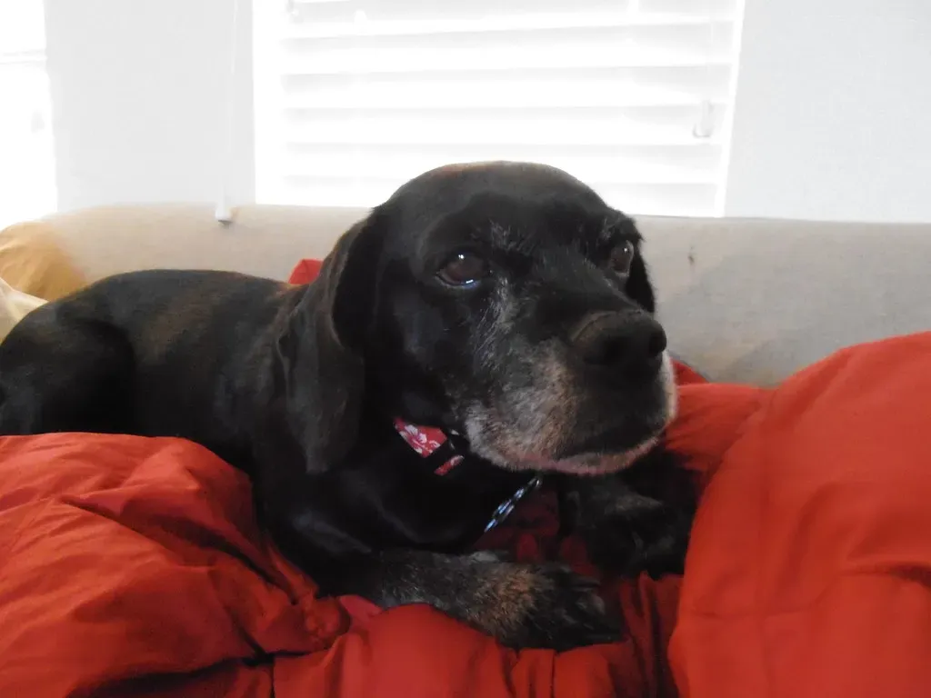 Conclusion: Your Dog Has Been Listening All Along (gurdonark, Flickr, CC BY 2.0)