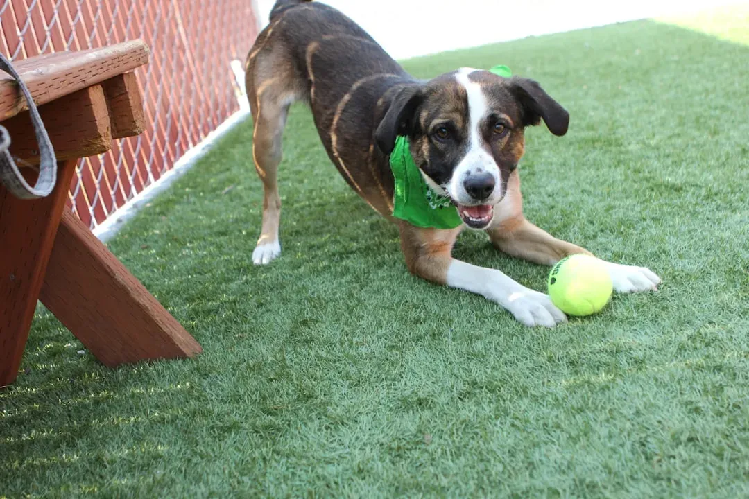 The Play Bow: Your Dog's Most Honest Sentence (Image Credits: Unsplash)