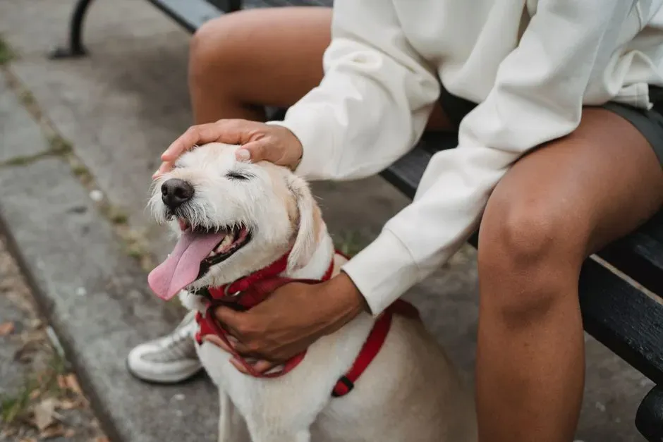 #8 – Physical Touch Responses Stay Owner-Specific (Image Credits: Pexels)