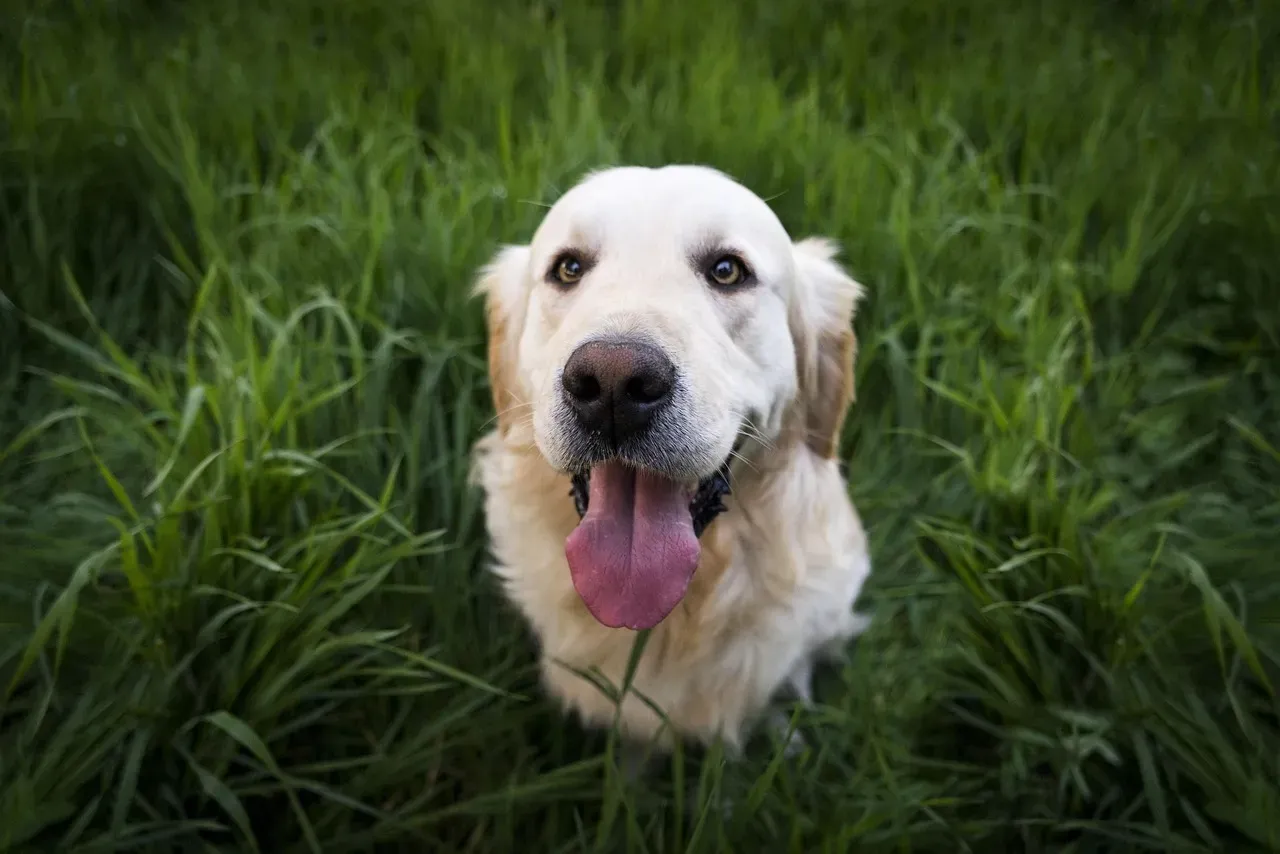 1. Golden Retriever: The Universally Beloved Social Butterfly (Image Credits: Pixabay)