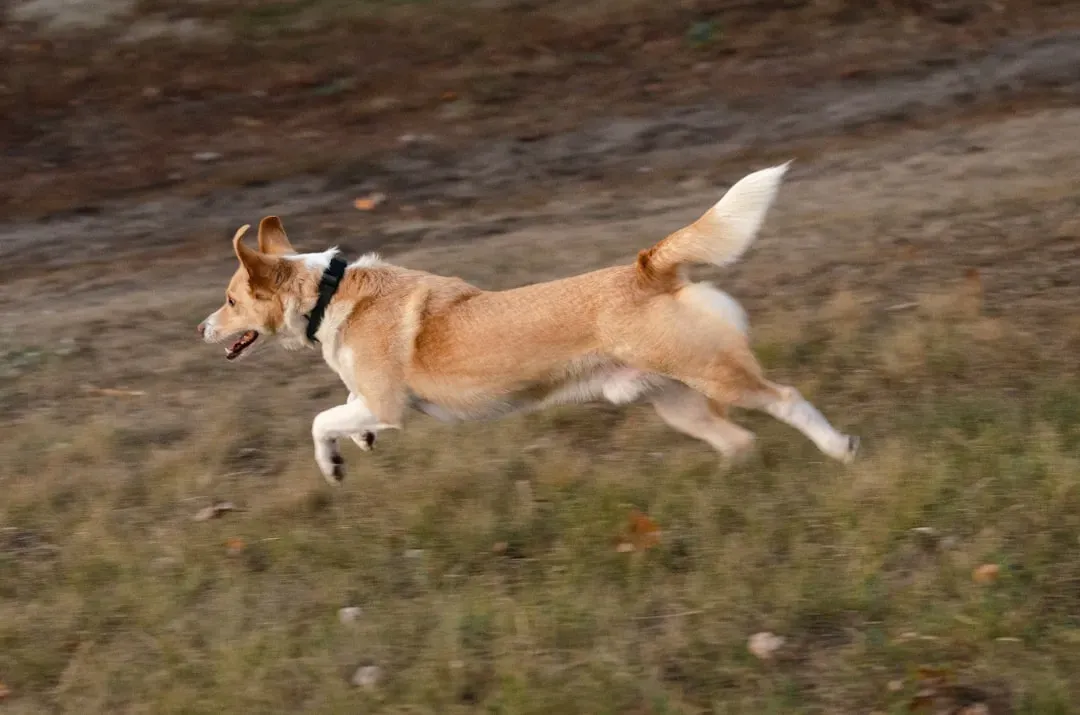 When Those Zoomies Turn Into Something Else (Image Credits: Unsplash)