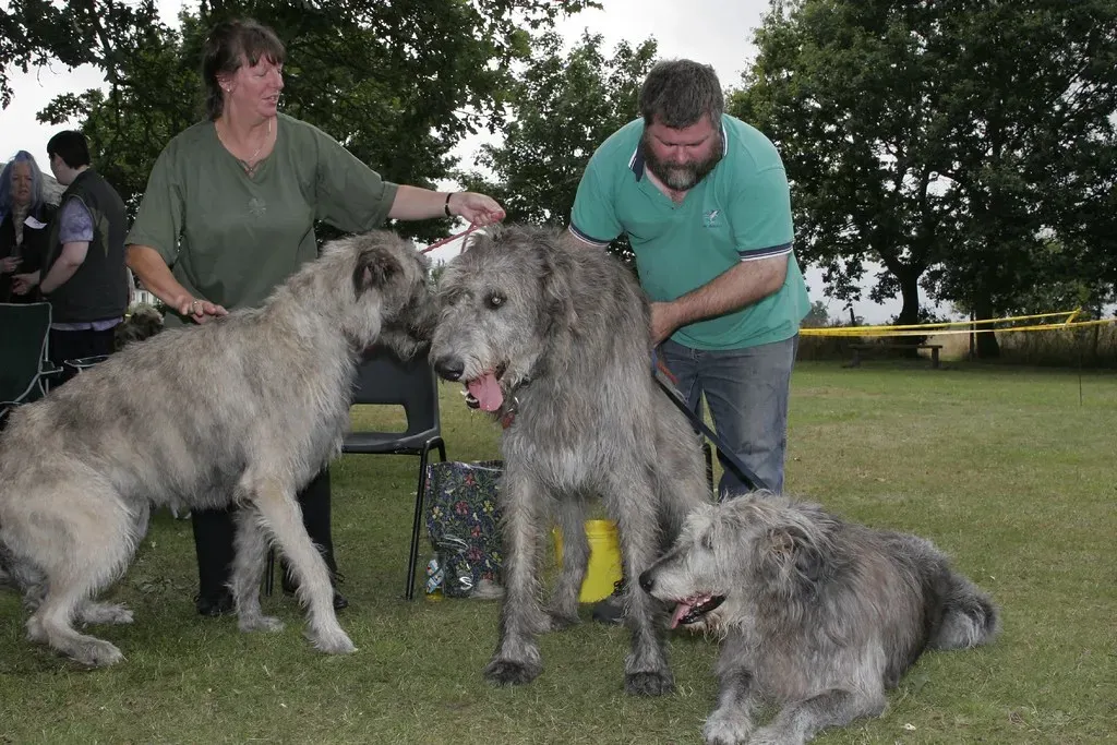 The Quirky Aquarius Dog (Image Credits: Flickr)