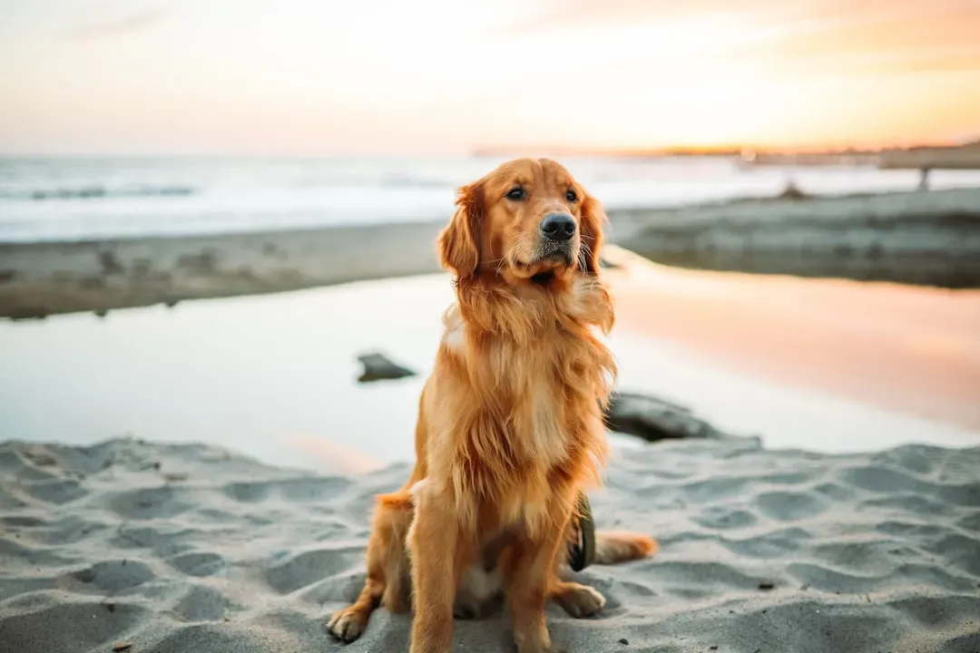 #9 - Golden Retriever (Image Credits: Unsplash)