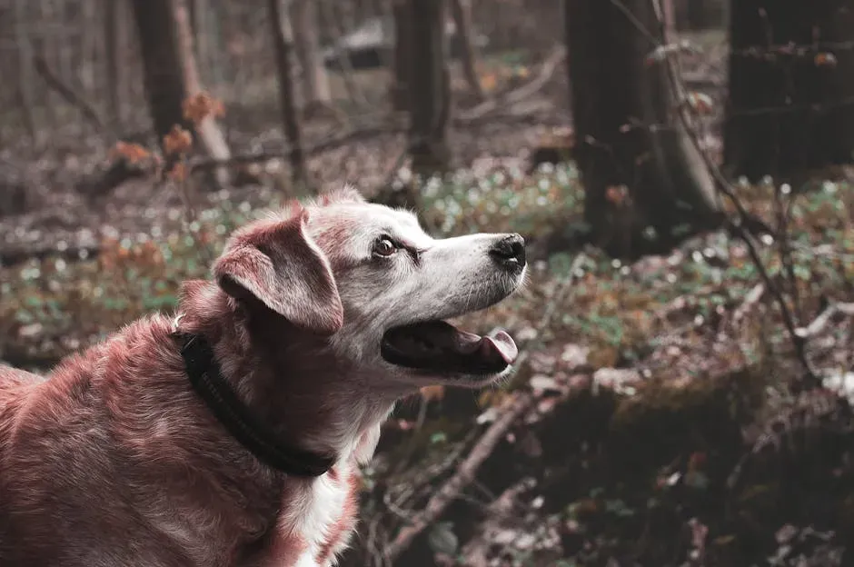 Their Calm Energy Matches Your New Pace (Image Credits: Pexels)