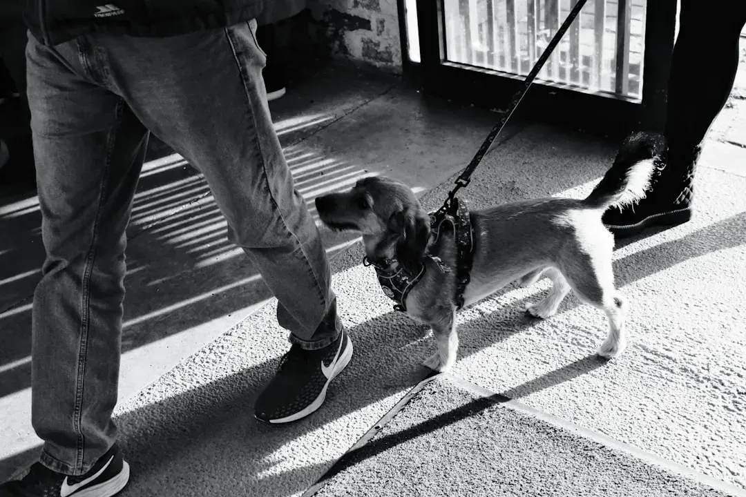 Why Dogs Are Hardwired for Routine (Image Credits: Unsplash)