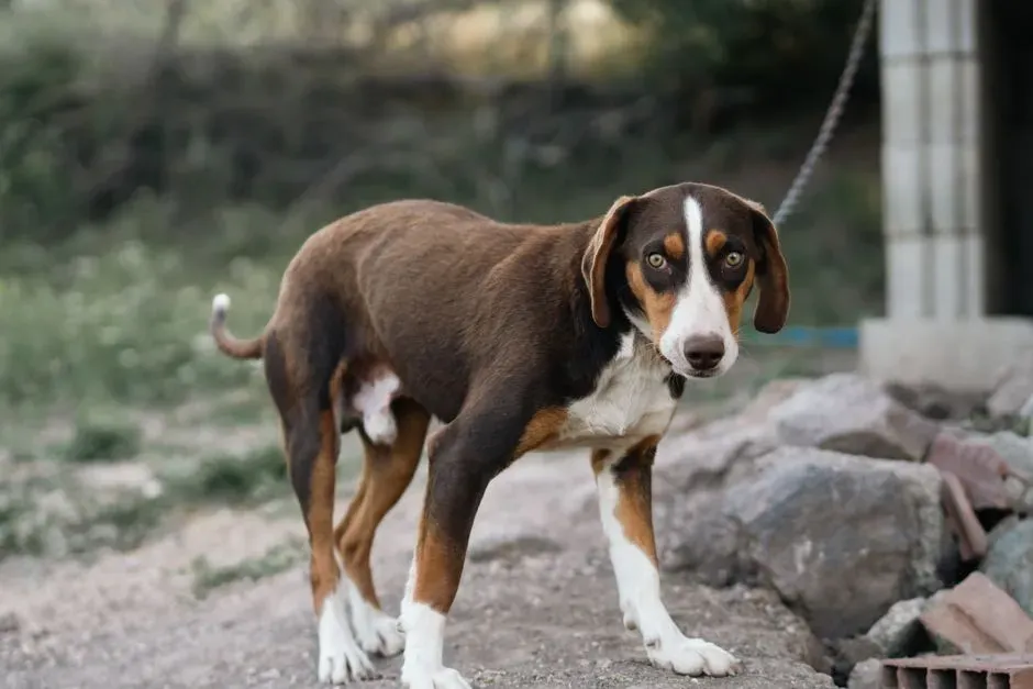 Tail Tucked and Body Language Shifts (Image Credits: Pexels)
