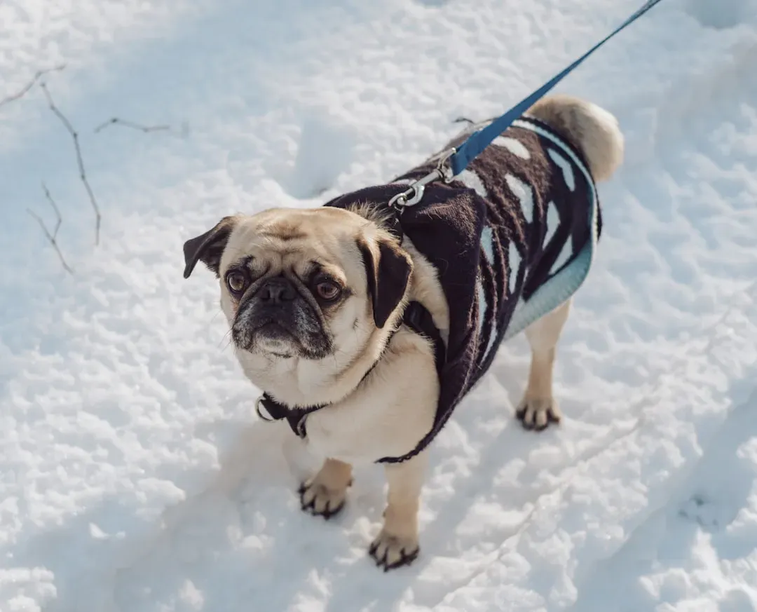8. Pug – Compact, Short-Coated, and Vulnerable (Image Credits: Unsplash)