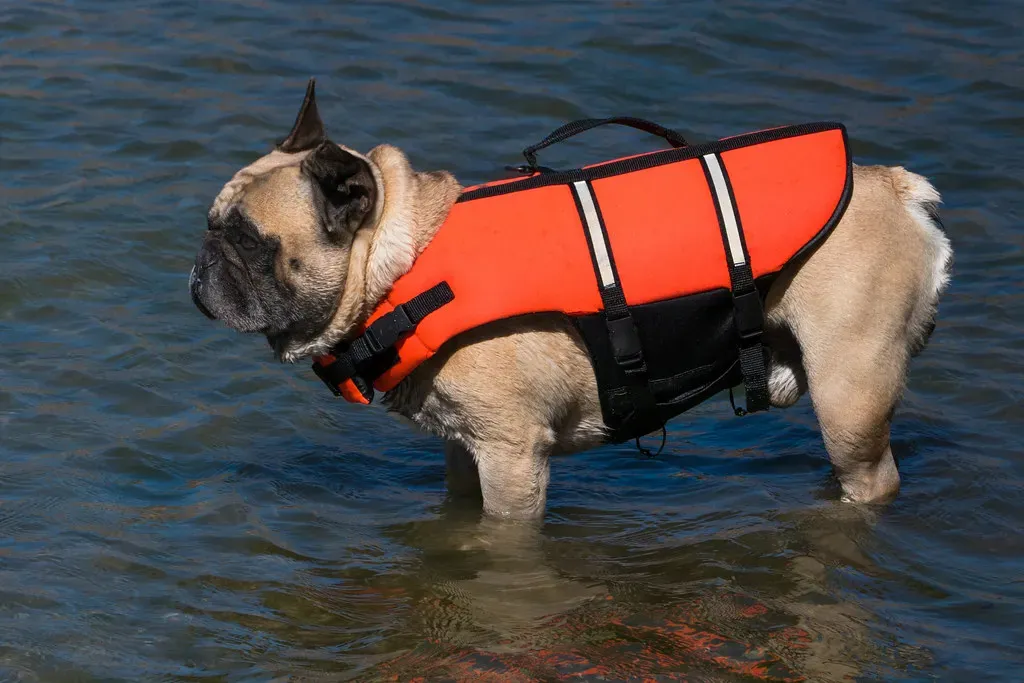 Water and French Bulldogs Are a Dangerous Combination (Image Credits: Flickr)