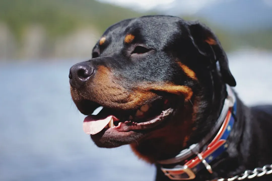 #2. Pisces and the Rottweiler: Too Intense, Both Ways (Image Credits: Unsplash)