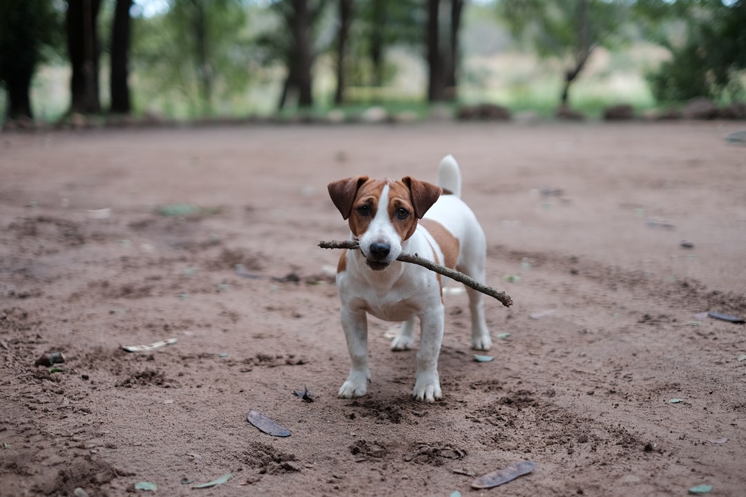 #6. Jack Russell Terrier (Image Credits: Unsplash)