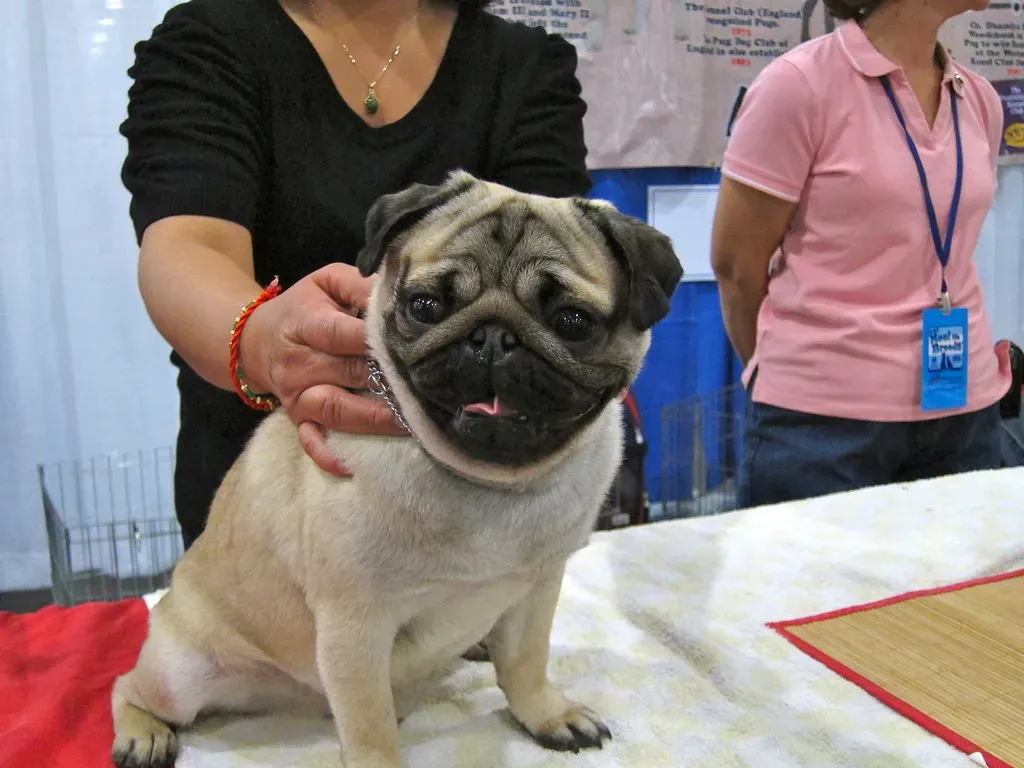 9. Pug: The Easygoing Little Character (Petful.com, Flickr, CC BY 2.0)