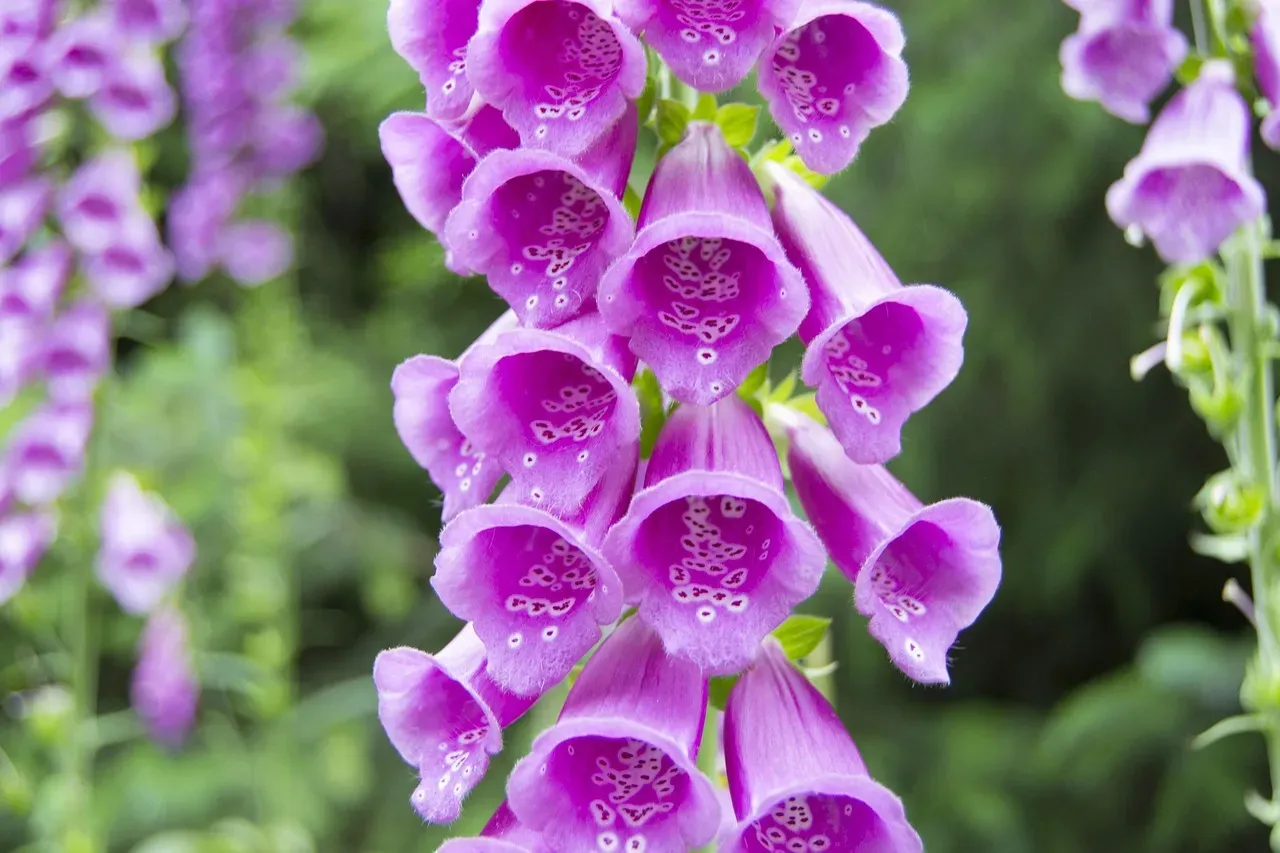 4. Foxglove: The Tall, Gorgeous Heartbreaker (Image Credits: Pixabay)