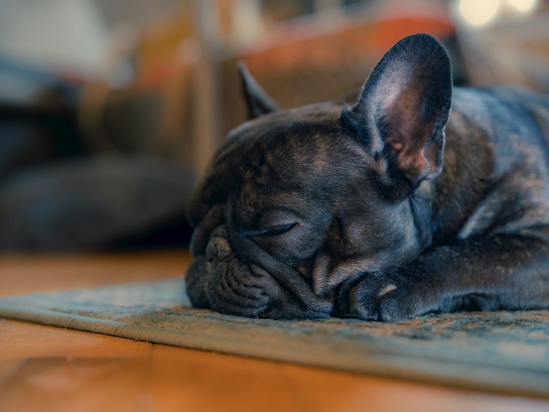 3. French Bulldog: The Low-Energy Charmer (Image Credits: Unsplash)