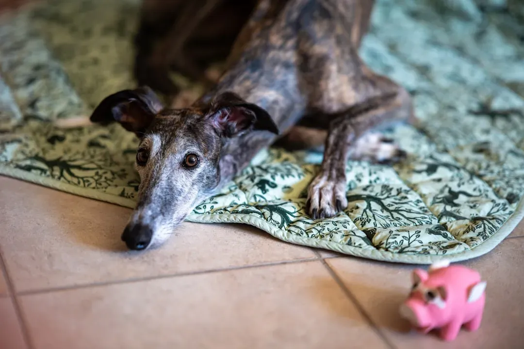 7. Greyhound: The Speedy Dog Who Loves Doing Absolutely Nothing (Image Credits: Unsplash)