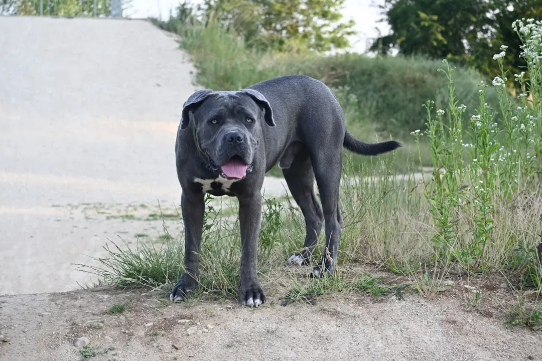 8. Cane Corso (Image Credits: Unsplash)