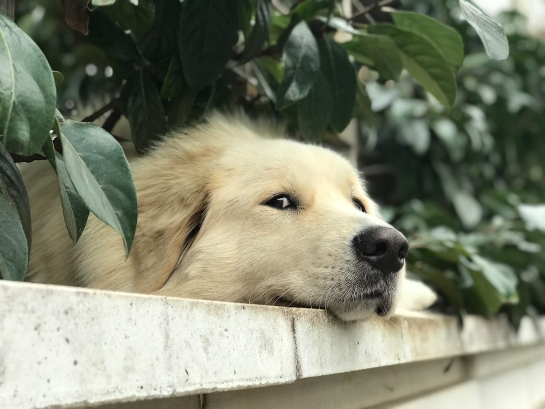 When Devotion Becomes Too Much (Image Credits: Unsplash)
