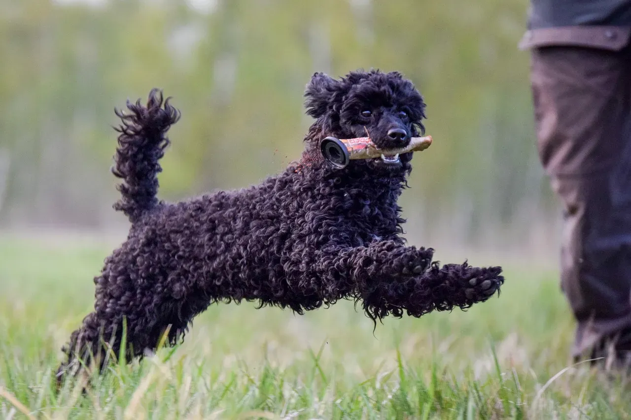 5. Standard Poodle: The Underrated Fetch Champion (Image Credits: Pixabay)