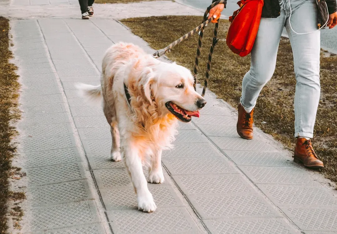 How Dogs Encode Visual And Behavioral Routines (Image Credits: Unsplash)