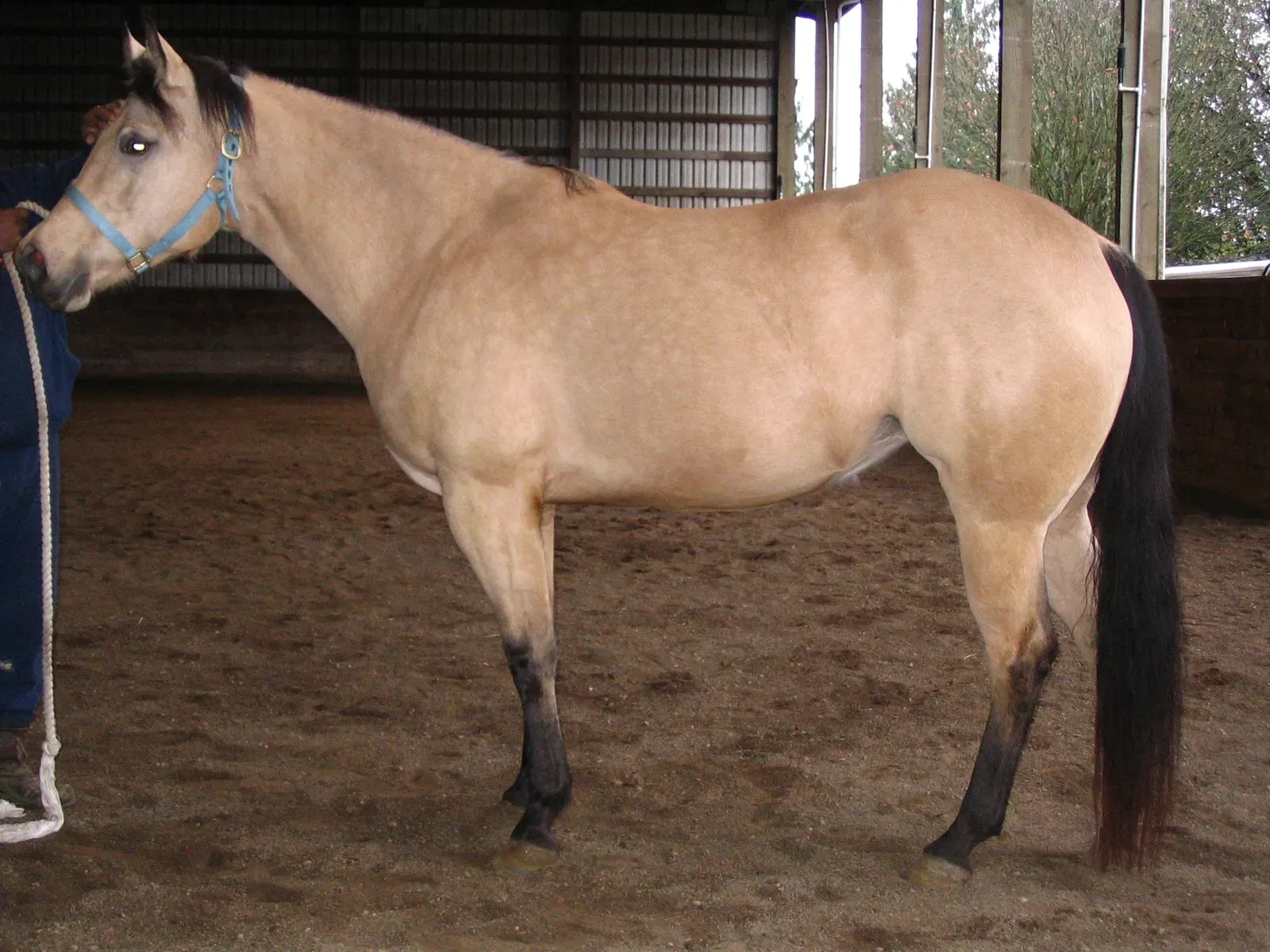 #10. Capricorn (December 22 – January 19): The Quarter Horse (originally posted to Flickr as Buckskin mare left flank, CC0)