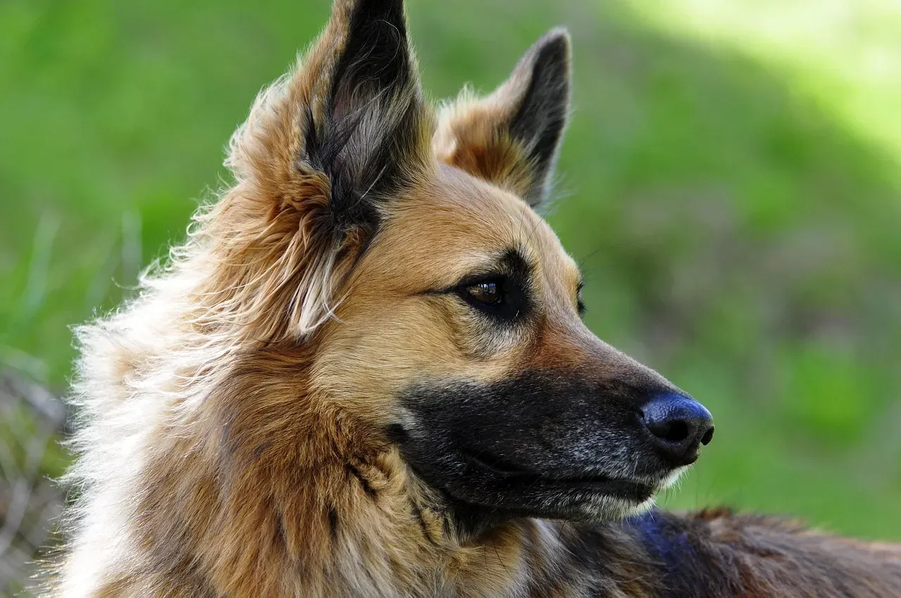 Scorpio: The Intense Mystery Lover Bonds With the German Shepherd (Image Credits: Pixabay)