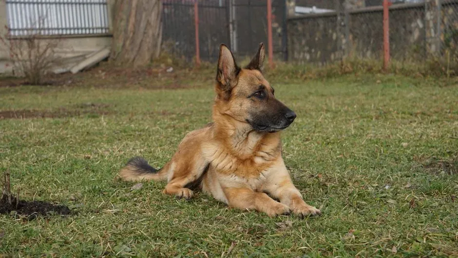6. German Shepherd – The Serious Bodyguard Who Must Monitor Everything (Image Credits: Pexels)