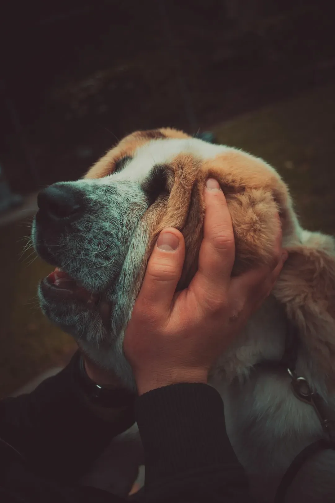 Your Dog Can Literally Smell When You're Stressed (Image Credits: Unsplash)