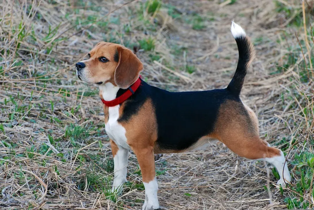 #15 - The Beagle and the "Unchanged Since Medieval England" Assumption (Image Credits: Unsplash)