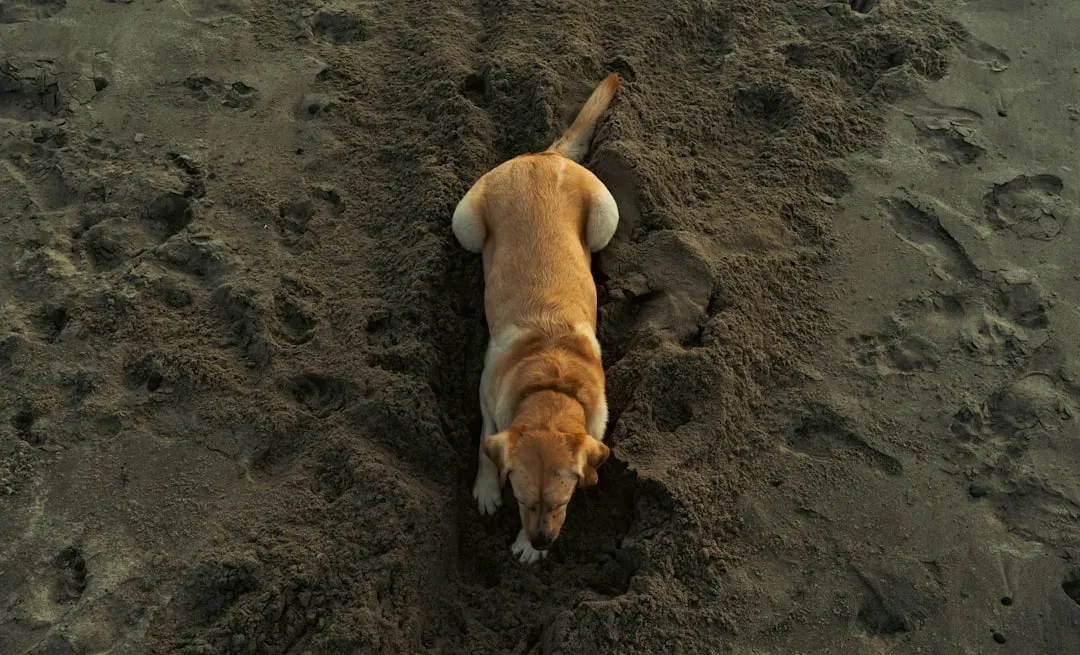 When Burying Is Just Plain Fun (Image Credits: Unsplash)