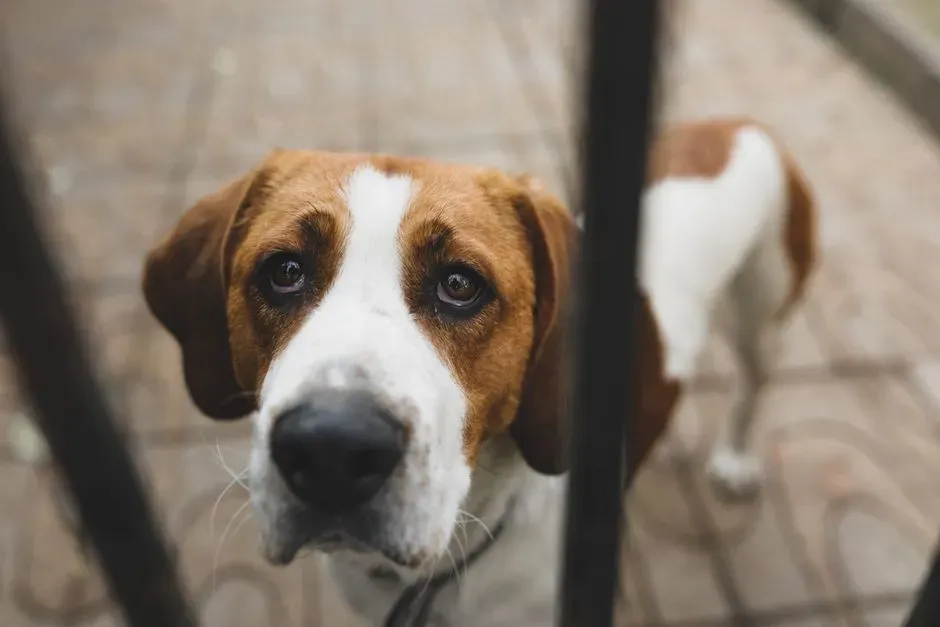 #1 – The Lingering Sad-Eyed Stare From Across the Room (Image Credits: Pexels)