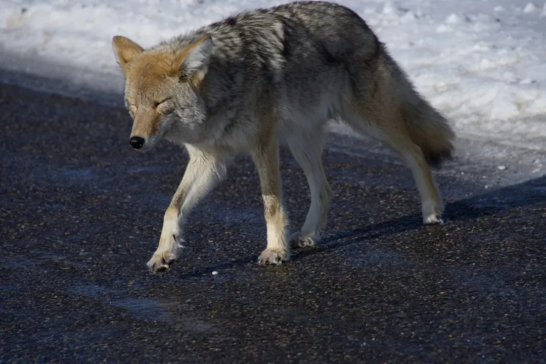 7. They Show "Escorting" Behavior Near Dens (Image Credits: Unsplash)