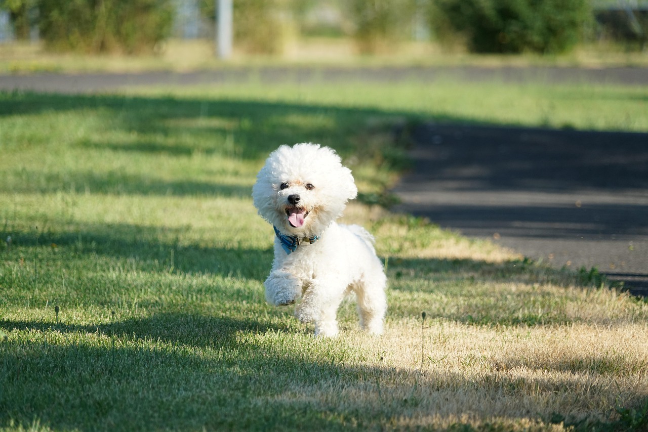 Bichon Frise (Image Credits: Pixabay)