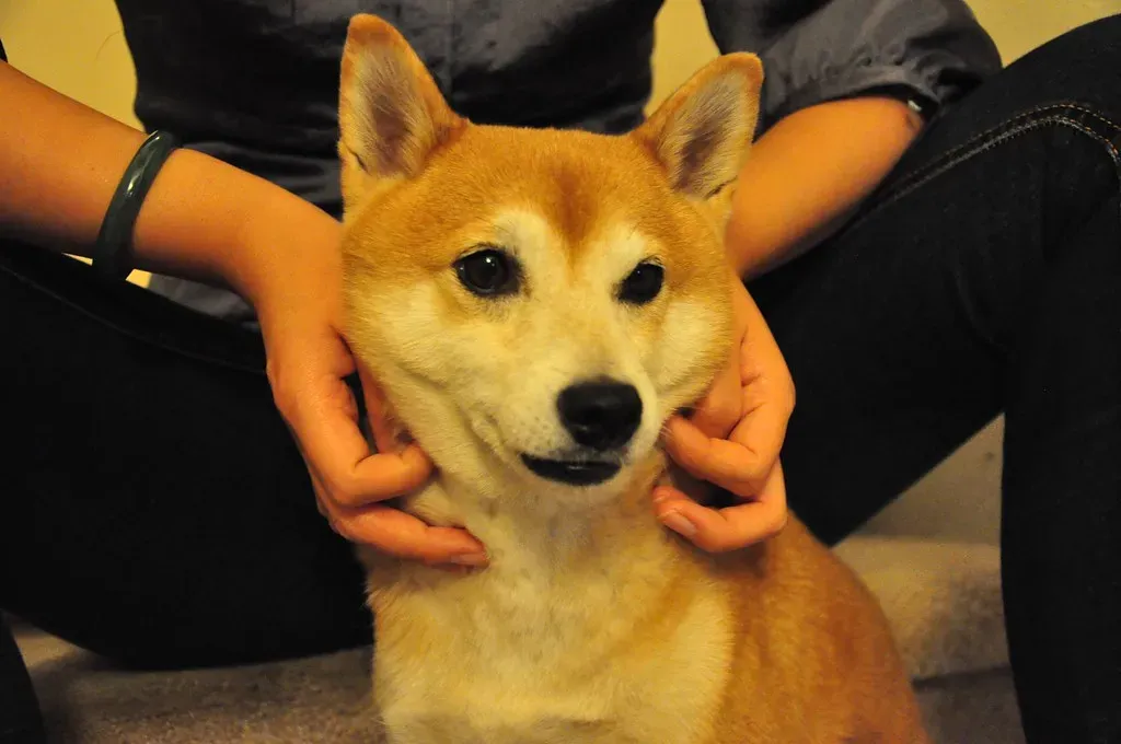 Conclusion: The Language of a Steady Hand (_tar0_, Flickr, CC BY 2.0)