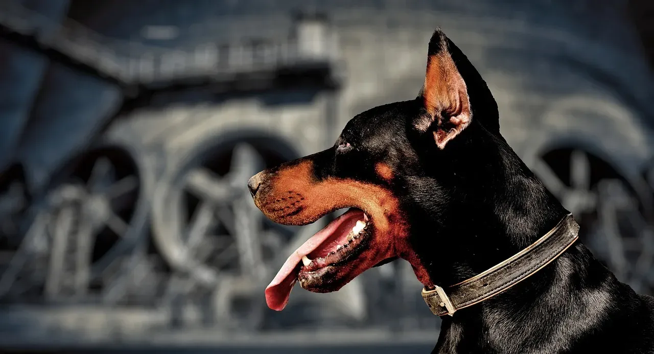 #4: Doberman Pinscher - Loyal, But Demanding Physical Control (Image Credits: Pixabay)