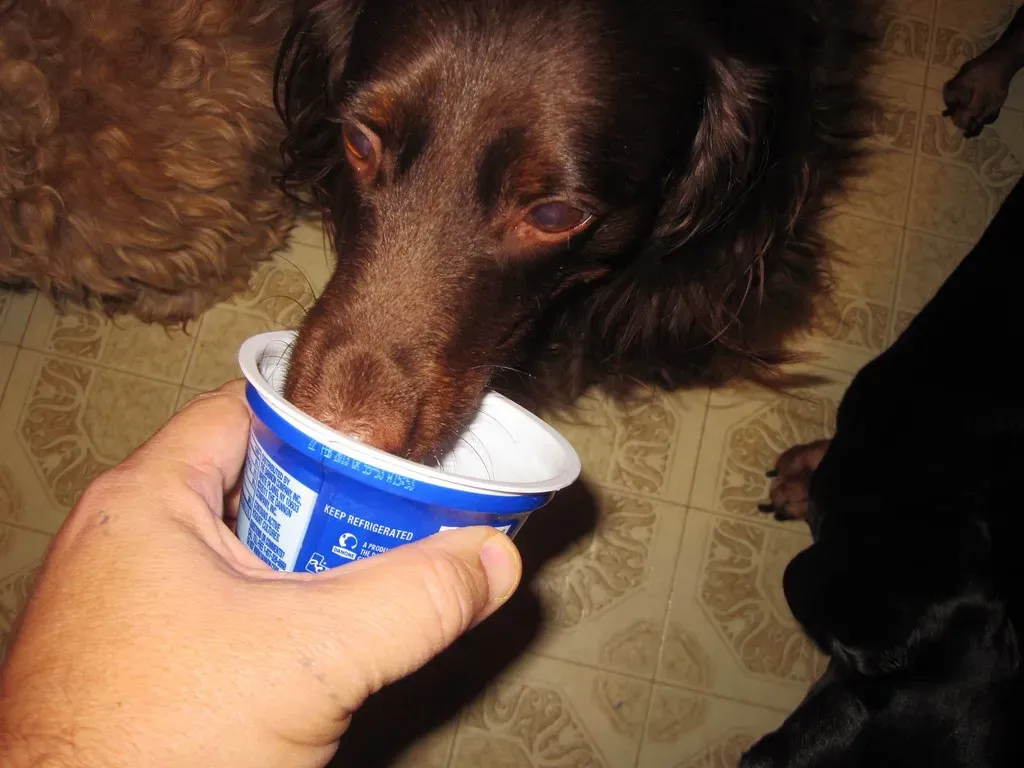 #7. Plain Greek Yogurt (Tobyotter, Flickr, CC BY 2.0)
