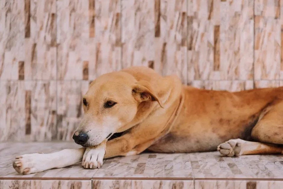 7. Self-Soothing Behaviors (Image Credits: Pexels)