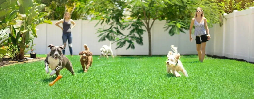 #10 - The Backyard Blueprint: Why Dogs Remember Every Inch of Outdoor Territory (Image Credits: Unsplash)