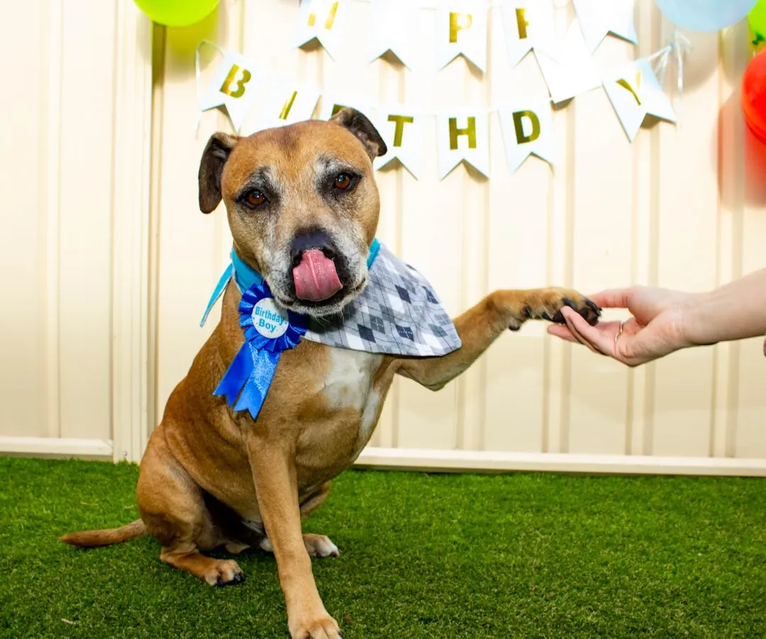 Reading the Room: What Your Dog's Body Language Is Really Telling You (Image Credits: Unsplash)