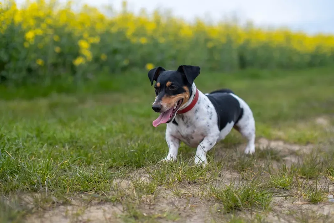 #5. Jack Russell Terrier - Aries in a Tiny Package (Image Credits: Unsplash)