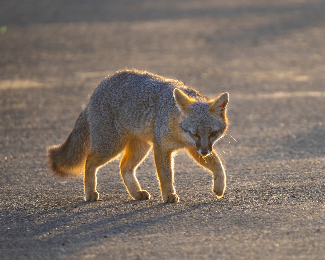 Desert Adaptations Make California Foxes Unique (Image Credits: Unsplash)
