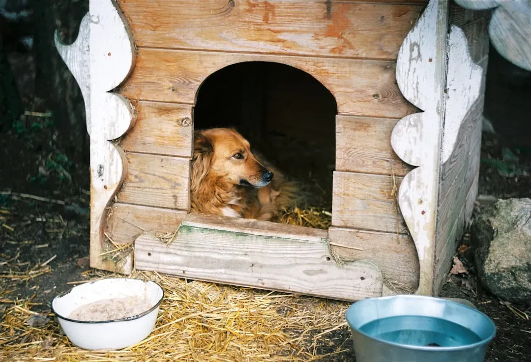 #5 - They Start Seeking Out "Escape Zones" Around the House (Image Credits: Unsplash)