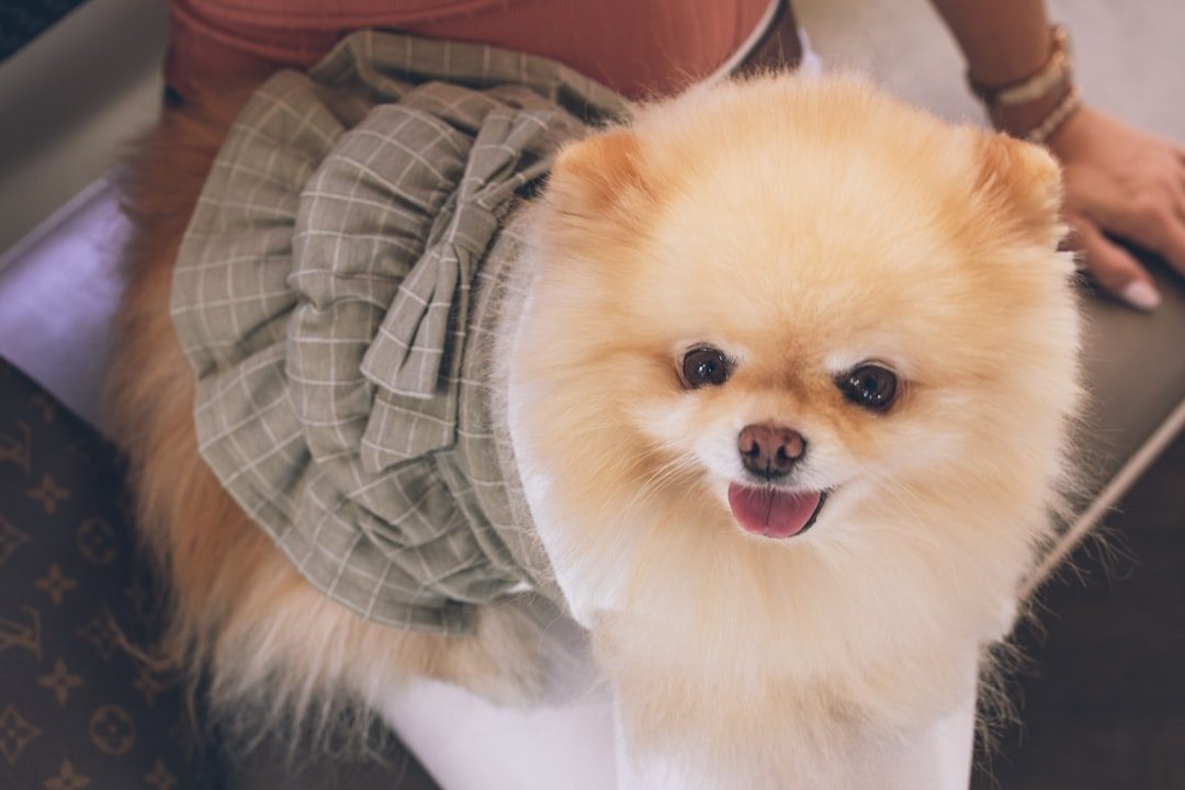Pomeranian: The Fluffy Ball of Pure Devotion (Image Credits: Unsplash)