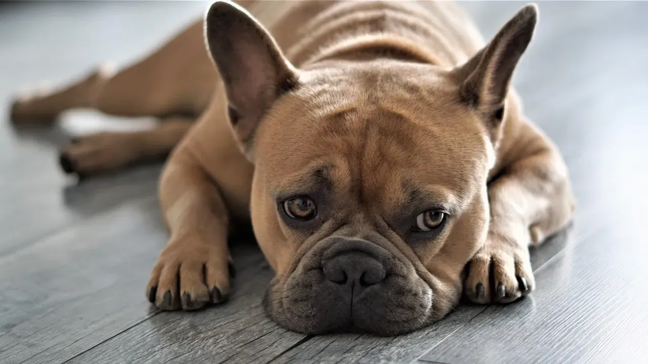 Bulldog: The Cancer Comfort Companion (Image Credits: Pixabay)