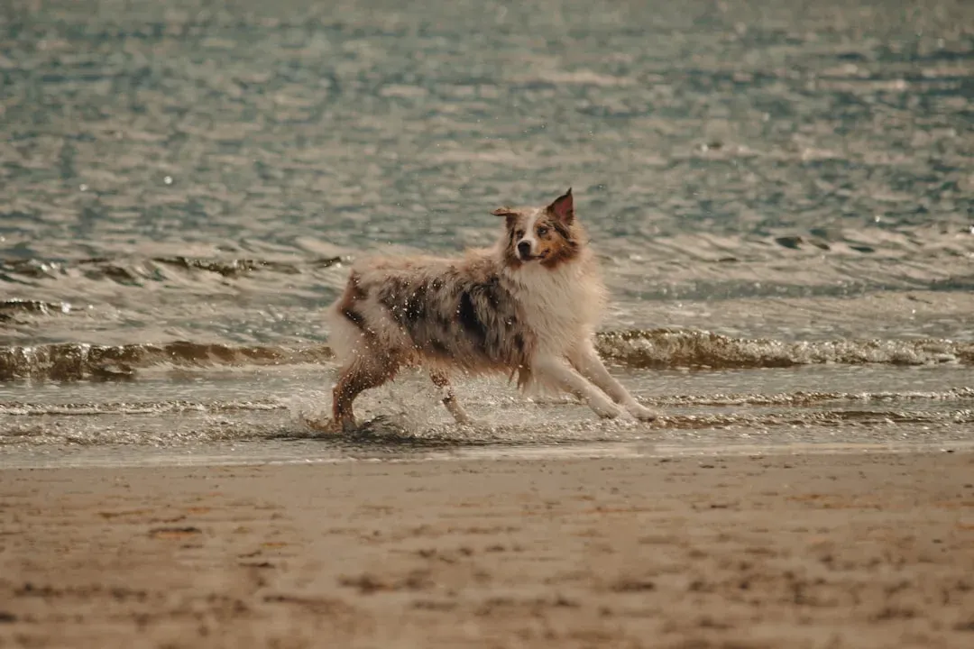 Australian Shepherd (Image Credits: Unsplash)
