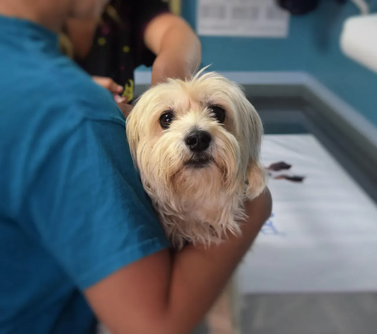 Closer Monitoring and Faster Vet Care (Image Credits: Pixabay)