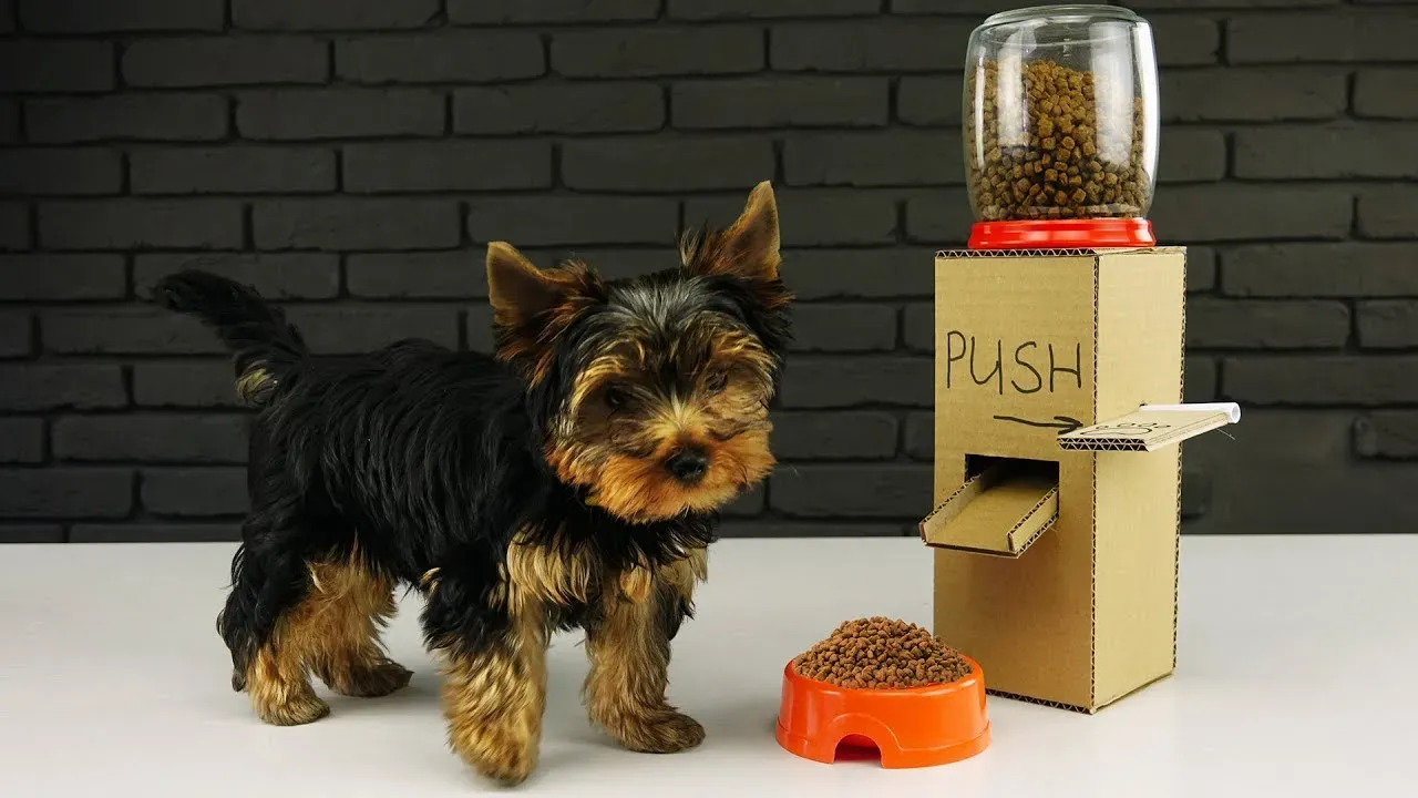 Yorkshire Terrier: The Tiny Food Snob (Image Credits: Wikimedia)