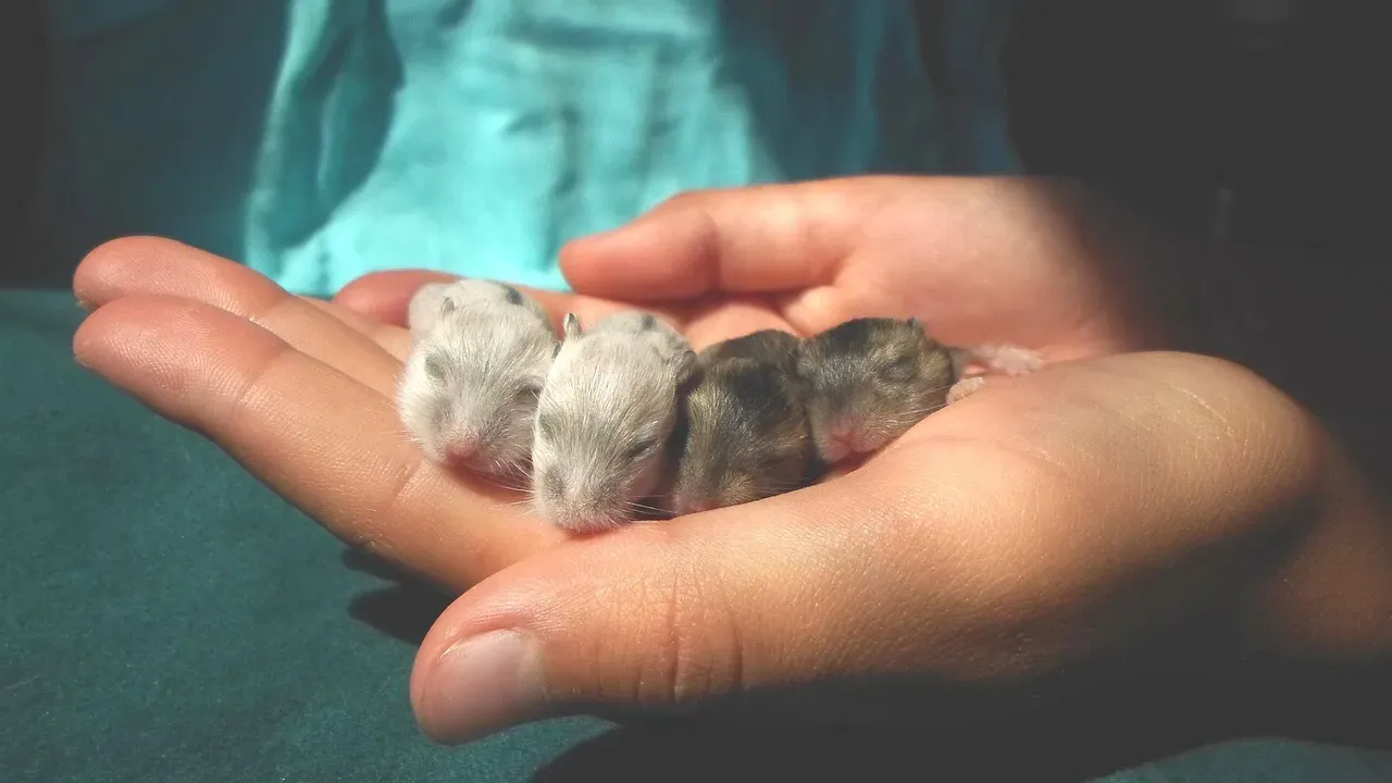 #8: Keeping Two Hamsters Together (Image Credits: Pixabay)