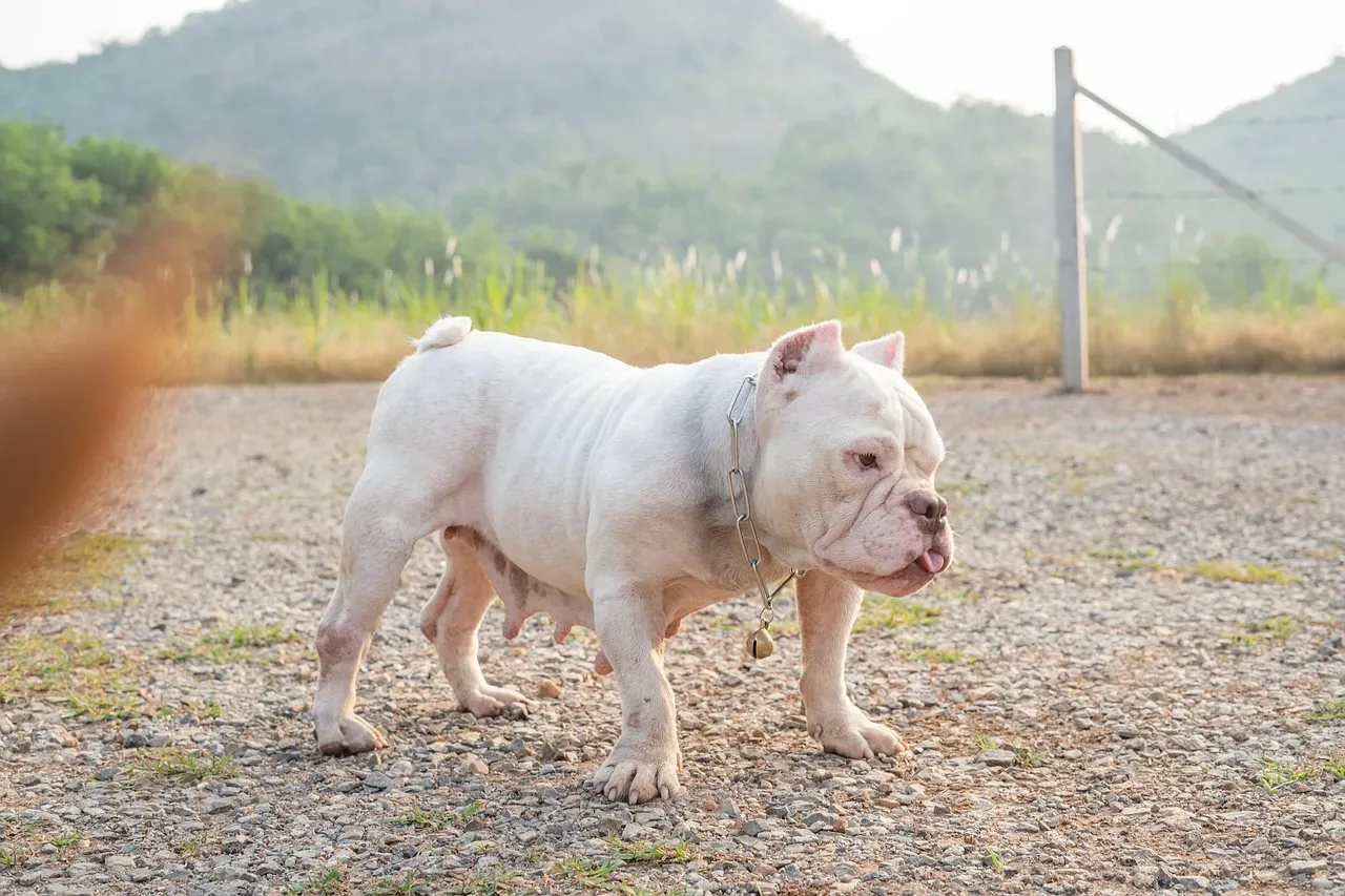 Two Distinct Breeds, One Growing Appeal (Image Credits: Pixabay)