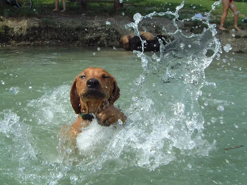 9. Boykin Spaniel: South Carolina's Swamp Swimmer (Image Credits: Flickr)