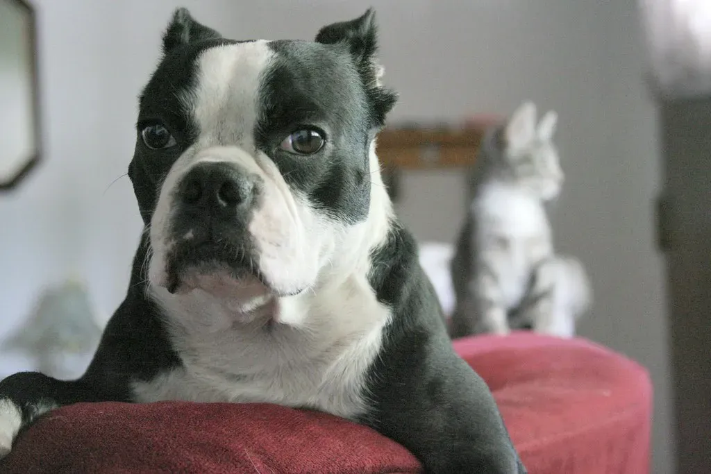 Boston Terriers: The Friendly Exception (Image Credits: Flickr)