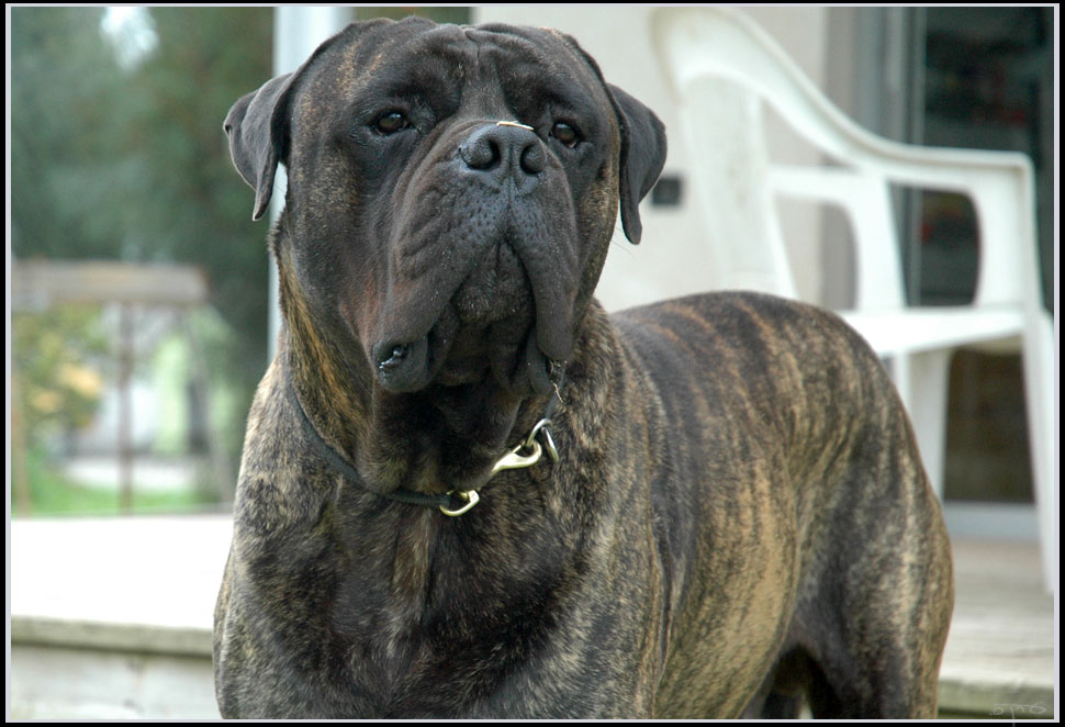 Bullmastiff: The Devoted Guardian (Image Credits: Wikimedia)